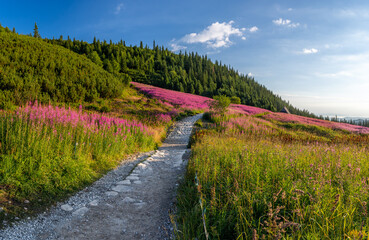 Mountain landscape, Tatra mountains summer landscape in Poland, colorful sunrise on Hala Gasienicowa (Gasienicowa Glade) with blooming fireweed © tomeyk
