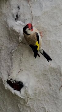 Eurasian goldfinch on the grass picks uo building nest material.