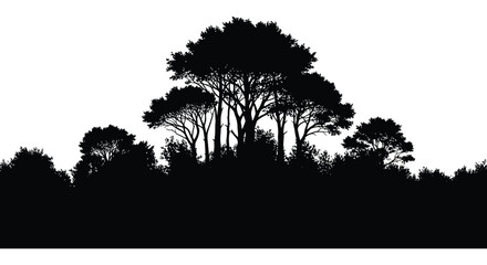 Group of coniferous trees in dark silhouette against a white background silhouette © Roja