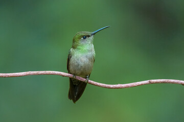 female Violet-capped Woodnymph (Thalurania glaucopis), a species of hummingbird endemic to the Atlantic Forest of South America (predominantly eastern and southeastern Brazil).  © Miroslav Srb