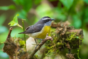 Obraz premium Bananaquit (Coereba flaveola) perched on a mossy branch against a blurred green forest background, Atlantic Forest, Brazil.