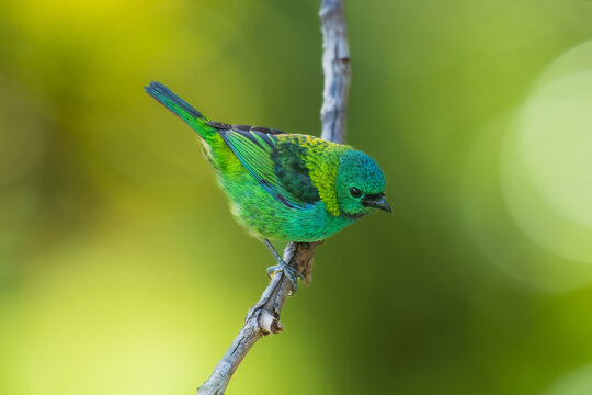 Vibrant Green-headed Tanager (Tangara seledon) perched on a vine near bromeliads in the Atlantic Forest, Brazil.