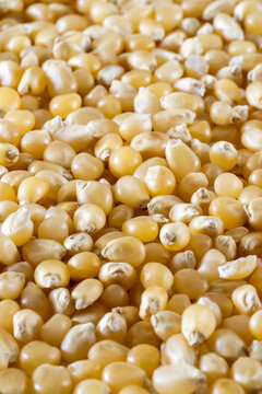 Closeup of un-popped kernels of popcorn 