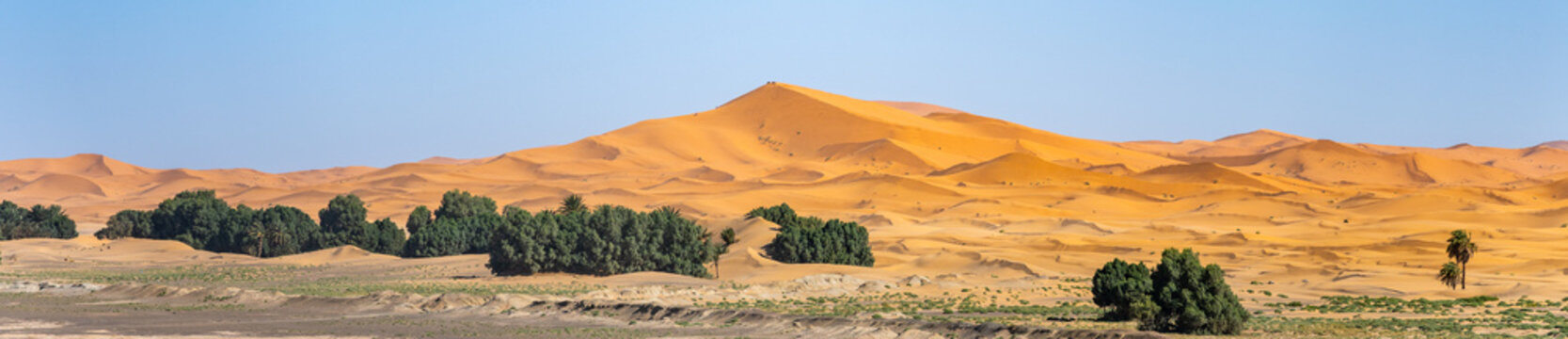 Sand dunes rise high in Erg Chebbi near Merzouga. The sun shines down, highlighting the curves of the sand. Trees break the horizon, adding green to the sandy landscape.