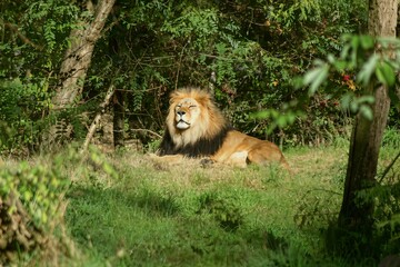 lion in the zoo © Brian
