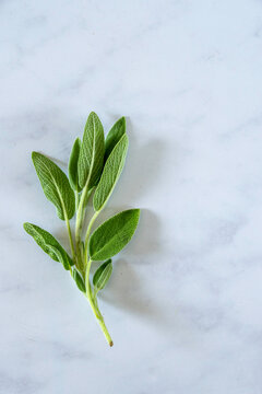 Closeup of the herb Sage 