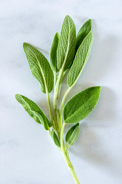 Closeup of the herb Sage 