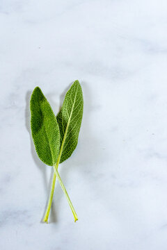 Closeup of the herb Sage 