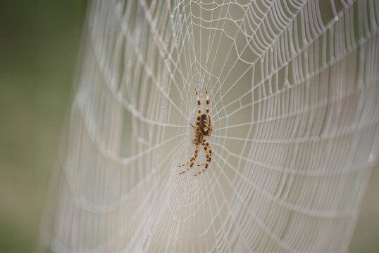 spider on web