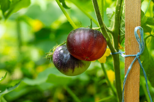Dark Purple Tomatoes Ripening on a Garden Vine. Two dark purple tomatoes ripen on a supported garden vine amid bright green foliage.