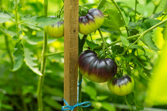 Purple and Green Heirloom Tomatoes Ripening on the Vine. Purple and green heirloom tomatoes ripen on a staked vine surrounded by lush foliage.