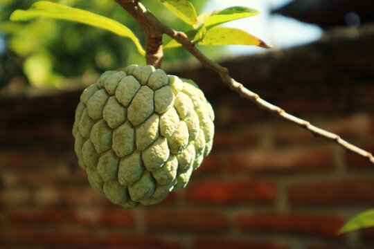 Sugar apple (Annona squamosa). This tropical fruit is characterized by a bumpy outer skin resembling numerous eyes, as well as very sweet and delicious white flesh.