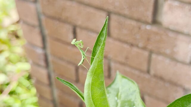 Praying Mantis on Green Leaf, Home Garden