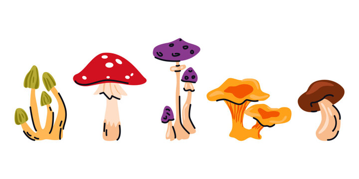 Autumn forest mushroom collection. Fly agaric, chanterelle, porcini and wild mushrooms isolated on white background. Colorful vector illustration for fall season