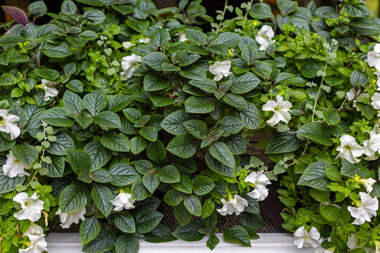White Petunias Among Textured Dark Green Foliage. Lush dark green foliage with cascading white petunia flowers in a dense ornamental garden display.