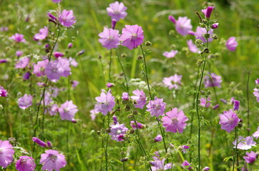 Obraz premium purple flowers in the field