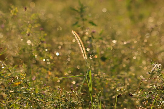 spighe in un campo al tramonto in estate