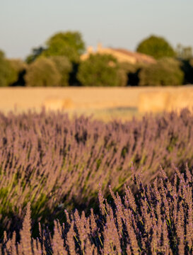 Fragrant Purple Blooming Lavender Growing in Fields on the Valensole Plateau, Provence, France