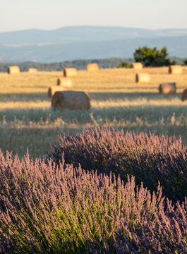 Fragrant Purple Blooming Lavender Growing in Fields on the Valensole Plateau, Provence, France