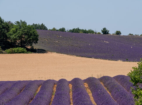 Fragrant Purple Blooming Lavender Growing in Fields on the Valensole Plateau, Provence, France