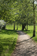 Fototapeta premium Path in the nature in denmark