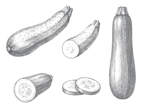 Zucchini hand drawn illustration collection with whole vegetables, cut sections, and round slices in vintage engraving style.