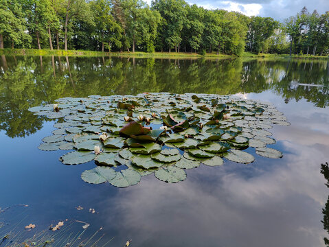 A cluster of green lily pads and blooming white water lily flowers floats on the calm surface of a scenic forest pond.