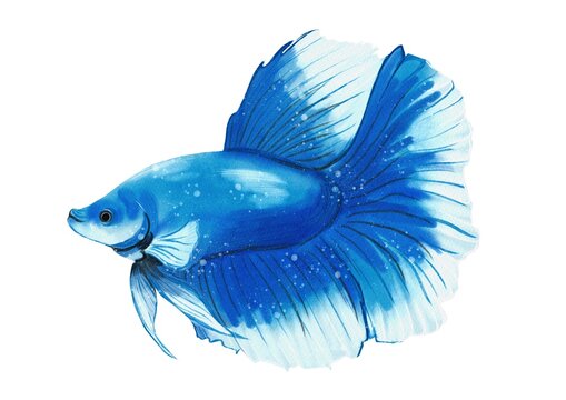Betta halfmoon fish made in Procreate in Watercolor technique. JPEG file. 300 DPI