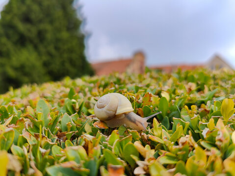 A close-up photograph captures a small gastropod snail with a spiral shell crawling over vibrant green leaves outdoors.
