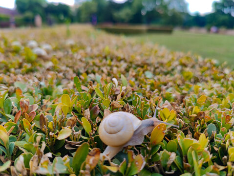 A terrestrial snail slowly glides across the top of a trimmed green hedge with a blurred park lawn in the background.