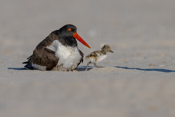 American Oystercatcher Adult Caring for Chicks on Sandy Beach © jgorzynik