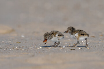 American Oystercatcher Adult Caring for Chicks on Sandy Beach © jgorzynik