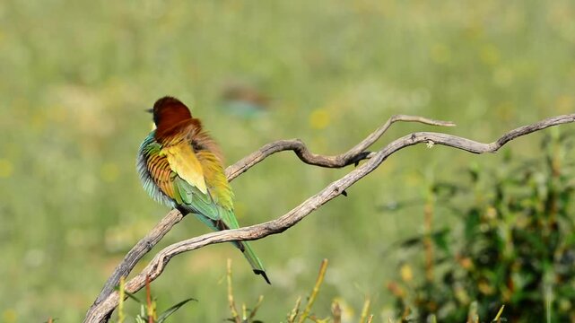 Bee-eater on tree branch against of green background