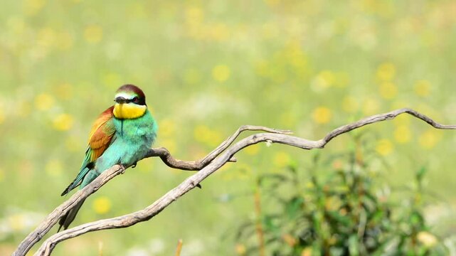 Bee-eater on tree branch against of green background