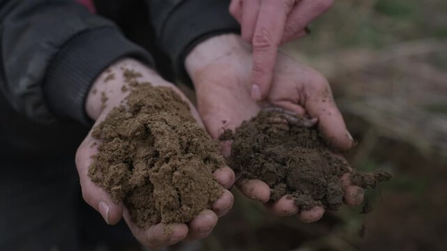 Agronomist holding samples of earth, fertile chernozem with an earthworm and poor sandy soil
