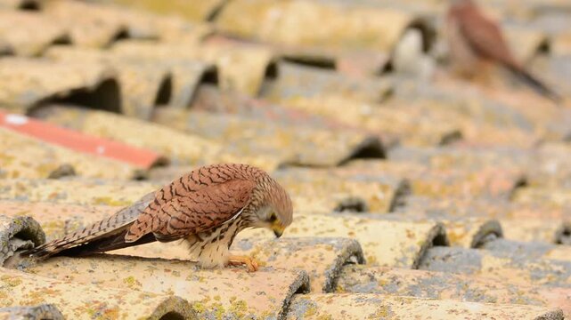  Lesser Kestrel perched on a roof, wildlife.