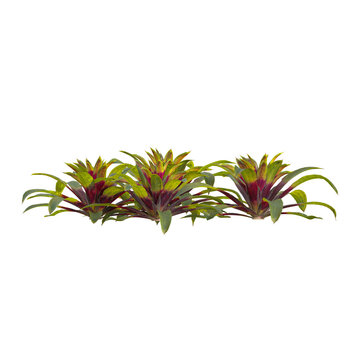 3D rendering of Guzmania plant on transparent background