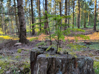 A young spruce tree sprouts from the center of a weathered, mossy tree stump in a pine woodland. © stanhert