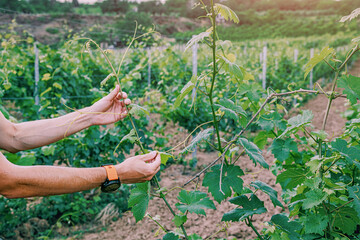 Obraz premium Farmer tending grapevines by hand in lush green vineyard rows. Agriculture concept.
