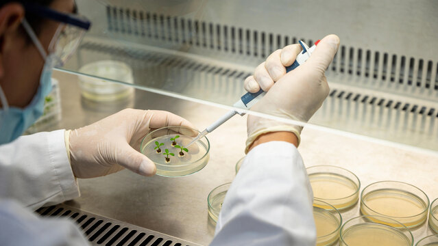 Scientist conducts research in biotechnology lab using pipette on plant samples from petri dish