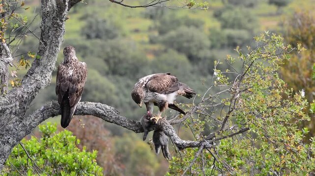 View on beautiful wild Bonelli's eagle couple on tree branch.