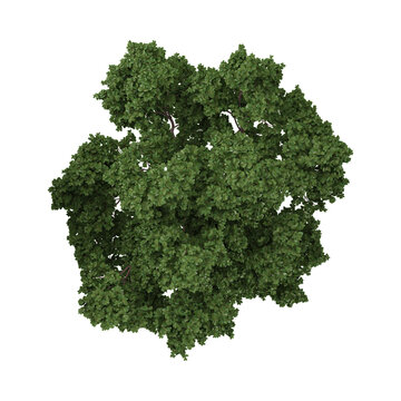 3D rendering of lagerstroemia plant on transparent background from the top view