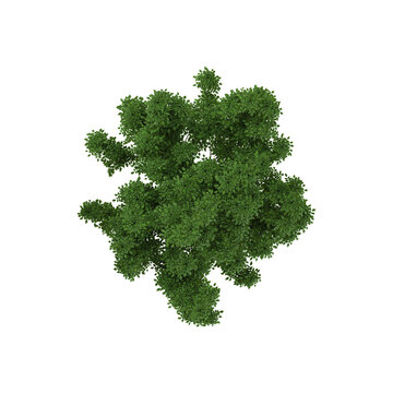 3d Rendering Of lagerstroemia plant on Transparent Canvas from the  top view