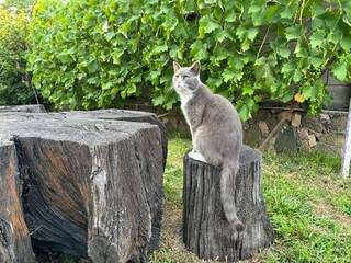 Obraz premium Gray cat sitting on a tree stump in a garden with grapevines