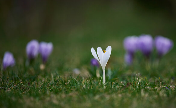 White crocus with a yellow center and green grass