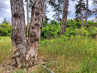 Fototapeta premium A mature pine tree with a double trunk stands in a grassy field surrounded by woodland under a cloudy sky.