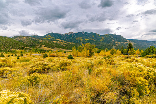 Golden rabbitbrush and fall vegetation with Sangre de Cristo Mountains at Great Sand Dunes National Park Colorado