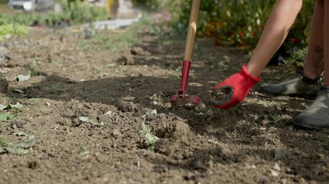 Gardener preparing the soil and pulling weeds with a stirrup hoe for planting vegetables