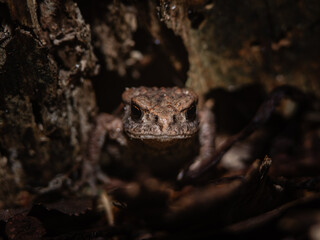 Obraz premium a brown frog hides under a stump in dry leaves. the frog is looking straight into the frame