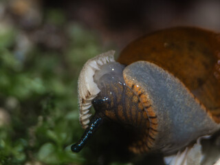 A brown slug eats a mushroom in the forest. macro photography © Iryna Diadechko